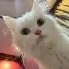 تبني قطط الاحساء