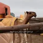 بكره صفرا مفروده وطيبه