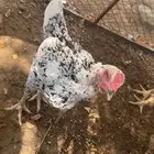 دجاجه شامو للبيع