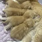 قطط سكوتش فولد