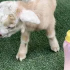 ماعز قزم تشيكي أمريكي