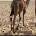 قعود مقفل شحم العمر 7 شهور