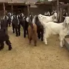 تيوس جبره مخاصي