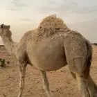ناقة ضروبه باتليه