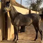 فرس واهو