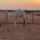 نياق حشو