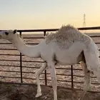 للبيع قعود