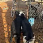 هرافا لبانيات