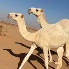 عشرا تحتها بكره