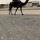 للبيع عشراء طيبه مجهم