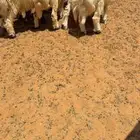 بهم مشاريك مراح