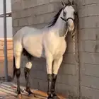 حصان سبق بطل