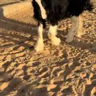 رخل نجدية خصم