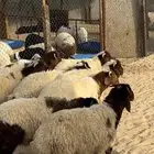 طليان نعيم