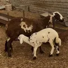 نعجة والد