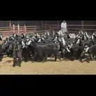معزا متابيع عوارض .