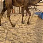 قعود كفووو للبيع رقم الجوآل