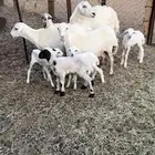 للبيع شياه متابيع رفيد