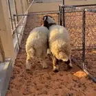 خرفان نعيم