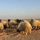 رخال للبيع العدد 13 رخل وخروف واحد العدد الإجمالي 14