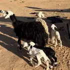 الشياه الرباعيات الولد وحده متاوم