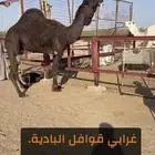 بعير فحل مجهم على جميع الشروط