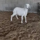 طلي حري