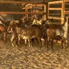 جفار وشح دبس