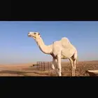 للبيع قعود جذع علياني