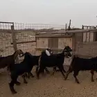 تيوس طيبة