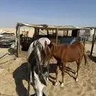 خيل عربي واهو