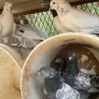 موجود طبات بكستاني مطير شرط