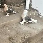 حمام تركي