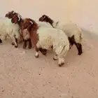 طلي نعيمي الرياض حي الشفاء اي مكان نوصل له ذبح باقي وحد