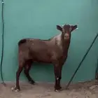 للبيع فحول محايل. ( تم للبيع)