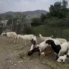 ضان مقاني