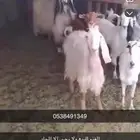 غنم نجدي
