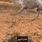 خفوت للبيع الموقع القاعد