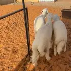 طليان حري(تم البيع)