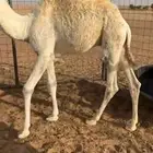 حوار على حليب