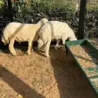 أغنام مرعى وبرسيم وشعير الطائف