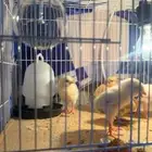 صيصان للبيع