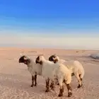 نعيم