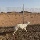 خروف حري مشروط سنه رباع انتاجه فاخر