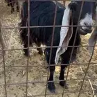 عنز مصريه خصم ثنيه دافع