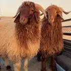 ذبيحتك لباب بيتك