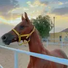 مهر شعبي كفوو
