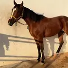 فرس انقليزيه مدرسه