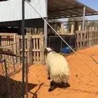 خروف نعيمي