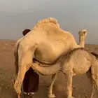 خلفات للبيع هداوه وحده تحتها بكر والثاني تحتهاقعود
